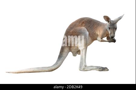 red kangaroo isolated on white background Stock Photo