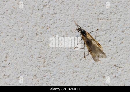 Messor Genus, Harvester Ant with Wings Stock Photo