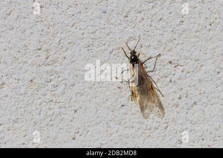 Messor Genus, Harvester Ant with Wings Stock Photo