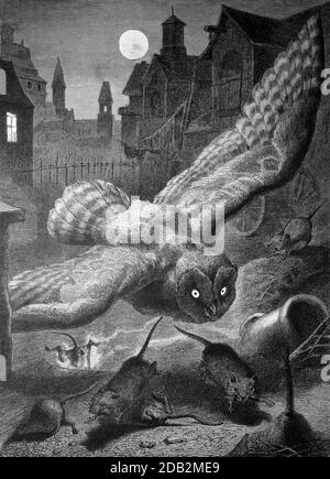 Owl on the nocturnal hunt for mice, 1880, France  /  Eule auf der nächtlichen Jagd nach Mäusen, 1880, Frankreich, Historisch, historical, digital improved reproduction of an original from the 19th century / digitale Reproduktion einer Originalvorlage aus dem 19. Jahrhundert, Stock Photo