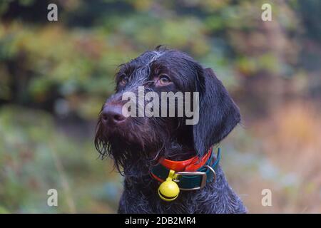 German Wirehaired Pointer. Portrait of hunting dog at work. Germany Stock Photo