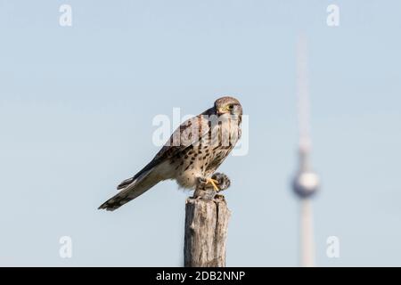 Common Kestrel (Falco tinnunculus) stands on a pole with a captured mouse. In the background the Berlin Television tower. Germany Stock Photo