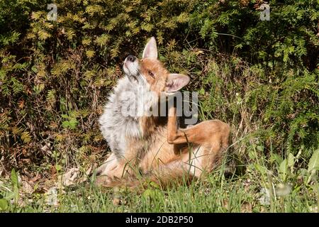 Red Fox (Vulpes vulpes) scratching its ear. Germany