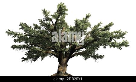 Cedar of Lebanon tree Stock Photo