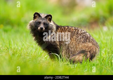 Surprised raccoon dog, nyctereutes procyonoide, staring in summer. Rare animal species alert on a green meadow from side view. Mammal looking in natur Stock Photo