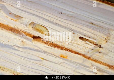 Bark Beetle pupae and galleries in spruce  wood Stock Photo