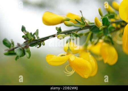 Blossom from broom wo ith raindrops Stock Photo