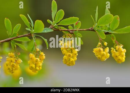 Yellow blossom from vulgaris berberis Stock Photo