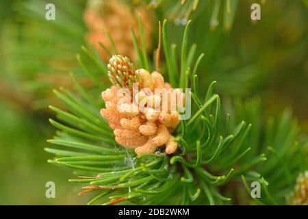 Pinaceae with cone and blossom Stock Photo