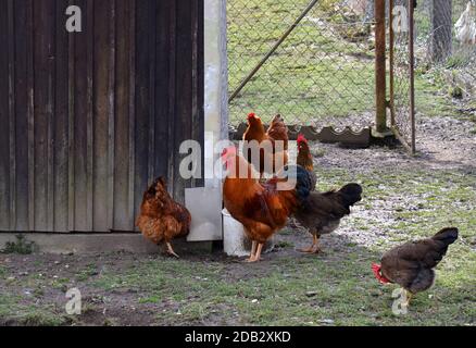 happy free range chickens with rooster Stock Photo