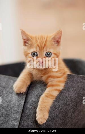 Domestic cat. Kitten in a pet bed. Germany