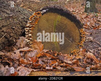 Sawed off tree trunk with tree mushrooms Stock Photo