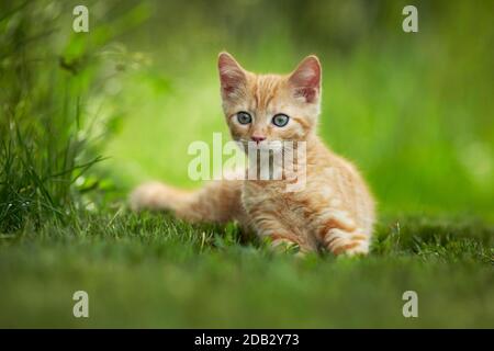Domestic cat. Kitten lying in a garden. Germany Stock Photo