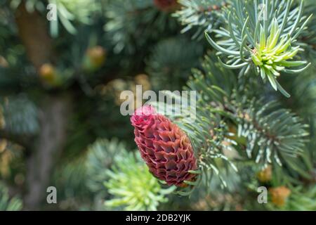 young red cones on spruce branches close-up Stock Photo