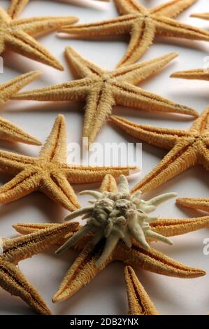 Starfish and edelweiss on white background Stock Photo