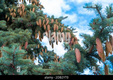 tops of blue spruce trees strewn with cones against the sky Stock Photo