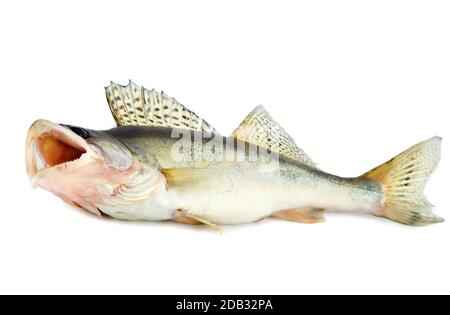 fish walleye zander pike-perch , isolated on white background Stock Photo