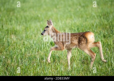 Young wild roe deer in grass, Capreolus capreolus. New born roe deer, wild spring nature. Stock Photo