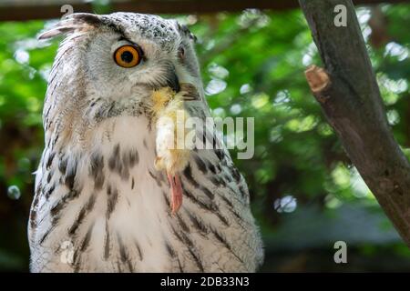 Siberian Eagle Owl with prey in the beak. Bubo bubo sibiricus, the biggest owl in the world. Stock Photo