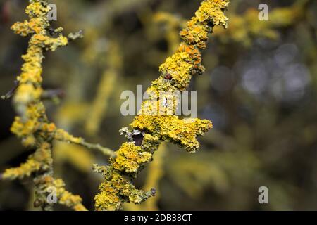 A common and widespread yellow lichen, Candelariella vitellina, grows on bark as well as rock surfaces particularly on surfaces enriched Stock Photo