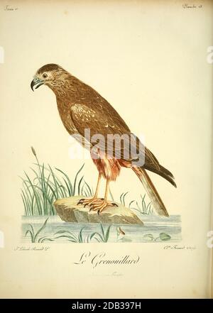 Busard grenouillard or African marsh harrier (Circus ranivorus) is a bird of prey belonging to the harrier genus Circus. It is largely resident in wetland habitats in southern, central and eastern Africa from South Africa north to South Sudan. Bird of Prey from the Book Histoire naturelle des oiseaux d'Afrique [Natural History of birds of Africa] by Le Vaillant, François, 1753-1824; Publish in Paris by Chez J.J. Fuchs, libraire .1799 Stock Photo