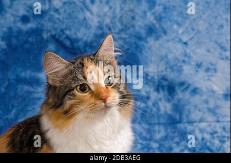 Die Sibirische Katze, auch Sibirer oder Sibirskaja Koschka genannt, ist eine halblanghaarige Katzenrasse, die ohne menschlichen Einfluss entstanden is Stock Photo