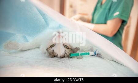 cat on surgical table during castration in veterinary clinic Stock Photo