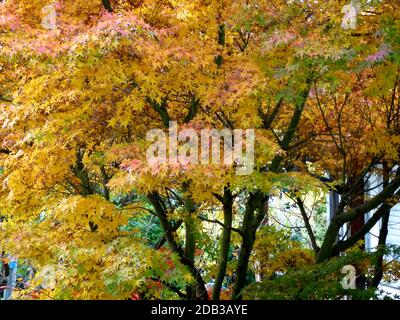 Imposing maple tree with colorful autumn leaves in beautiful light Stock Photo