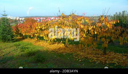 Small cherry trees with bright autumn leaves on the tree and on the ground Stock Photo