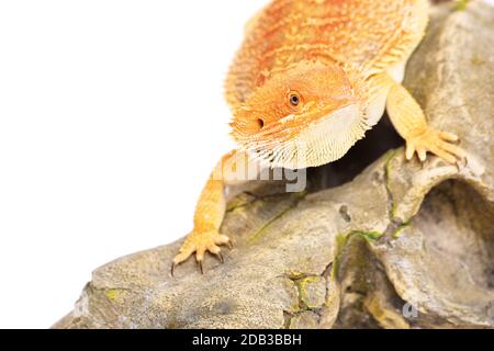 Young bearded dragon standing on a rocky surface looking for pray, isolated on a white background. Stock Photo