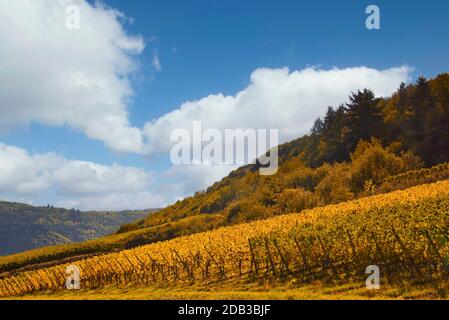 Wine landscape near Cochem and Leiwen on the Moselle Stock Photo