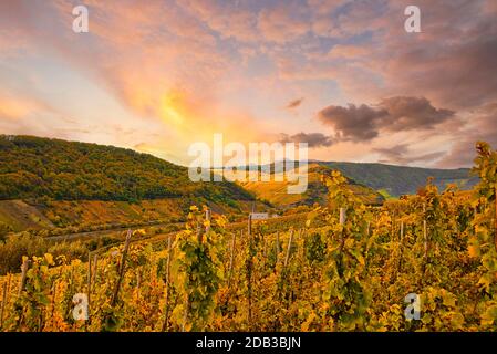 Wine landscape near Cochem and Leiwen on the Moselle Stock Photo