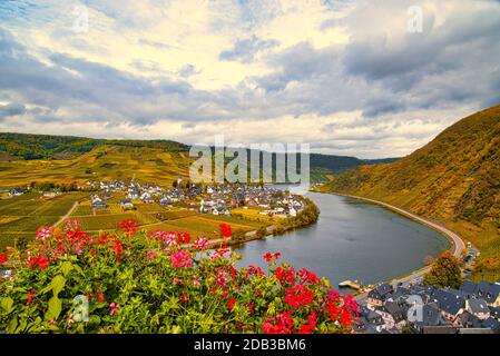 Wine landscape near Cochem and Leiwen on the Moselle Stock Photo