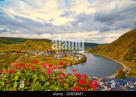 Wine landscape near Cochem and Leiwen on the Moselle Stock Photo