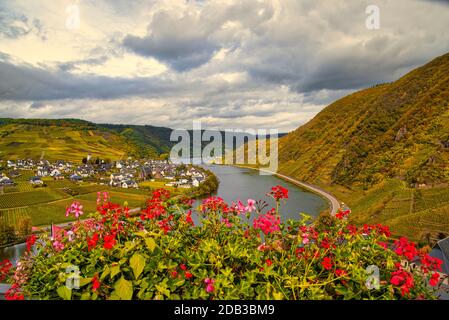 Wine landscape near Cochem and Leiwen on the Moselle Stock Photo