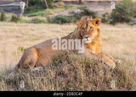 Male lion lying on mound in grass Stock Photo