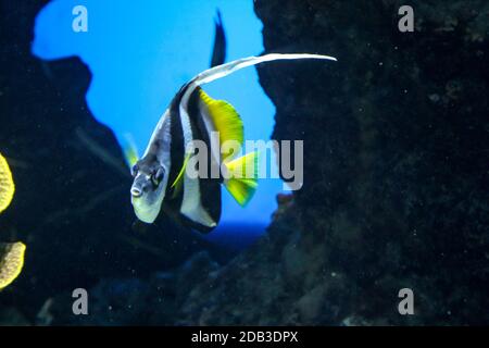 Fish in the reef, sea creatures feel safe in the reef Stock Photo