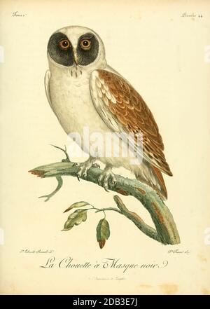 Strix Rufipes The Rufous-legged Owl (Strix Rufipes) Is A Medium Sized Owl With No Ear ...