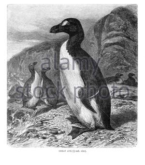 great-auk-vintage-illustration