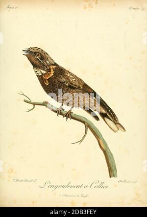 Engoulevent à collier or The red-necked nightjar (Caprimulgus ruficollis) is the largest of the nightjars occurring in Europe. It breeds in Iberia and north Africa, and winters in tropical west Africa. Bird of Prey from the Book Histoire naturelle des oiseaux d'Afrique [Natural History of birds of Africa] Volume 1, by Le Vaillant, François, 1753-1824; Publish in Paris by Chez J.J. Fuchs, libraire 1799 Stock Photo