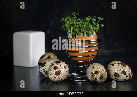 Cress green salad in an egg stand on a dark background with quail eggs and a white salt shaker Stock Photo