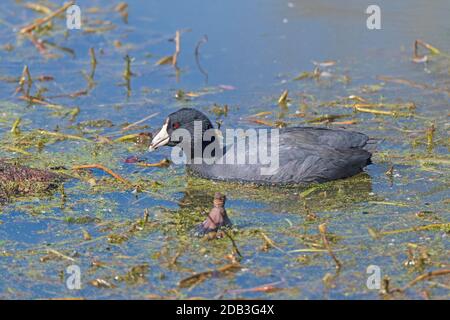 American Coot Swimming in a Wetland Pond in Brazos Bend State Park in Texas Stock Photo