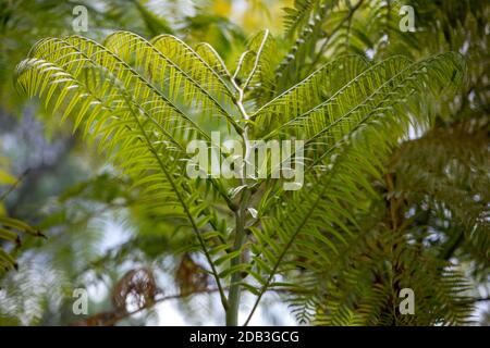 The giant tree fern of New Zealand. The fern symbolizes new life, growth, strength and peace and is used as a symbol of New Zealand flora and tourism. Stock Photo