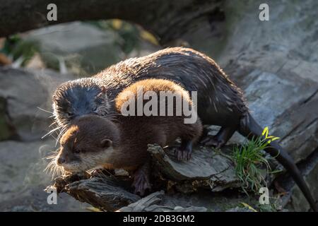 Young asian small-clawed otter (Amblonyx cinerea) also known as the oriental small-clawed otter. This is the smallest otter species in the world. Stock Photo