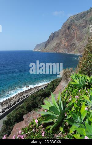 Dragon tree agaves off cliffs, Madeira Stock Photo