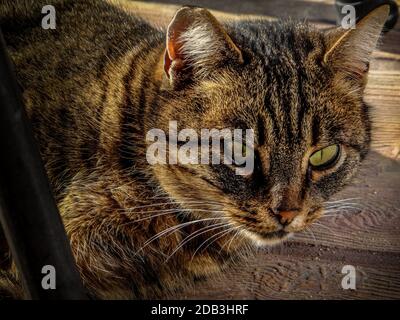 A portrait of a street cat stalking its prey to feast later. Stock Photo