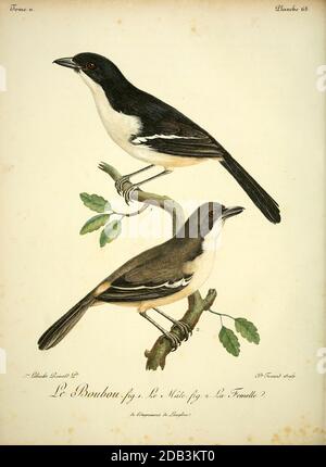 Male and female tropical boubou or bell shrike (Laniarius major) is a medium-sized passerine bird of sub-Saharan Africa. from the Book Histoire naturelle des oiseaux d'Afrique [Natural History of birds of Africa] Volume 2, by Le Vaillant, François, 1753-1824; Publish in Paris by Chez J.J. Fuchs, libraire 1799 Stock Photo