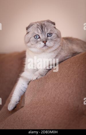 A very beautiful blue-eyed cat lies on a comfortable chair and looks into the camera. Thoroughbred cat. Stock Photo