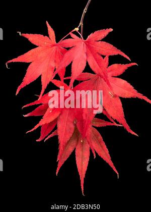 Bright red autumn leaves of the Japanese maple, Acer palmatum 'Bloodgood' against a black background Stock Photo