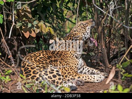 Jaguar Yawning in the Jungle in the Pantanal in Brazil Stock Photo